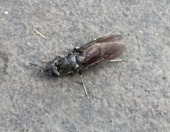 Hermetia illucens