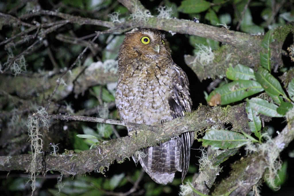 Bare-Shanked Screech-Owl