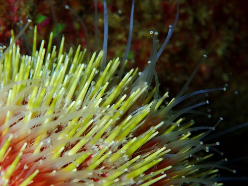 Photo of European edible sea urchin (Echinus esculentus)