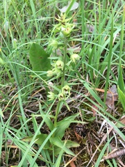 Epipactis