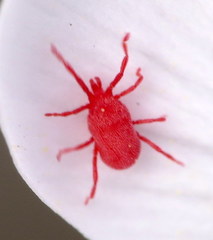 Balaustium