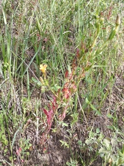 Oenothera anomala