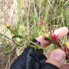 Oenothera anomala