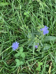 Cichorium intybus