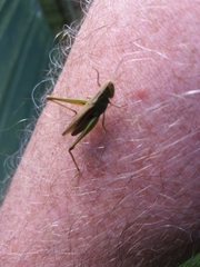 Chorthippus albomarginatus