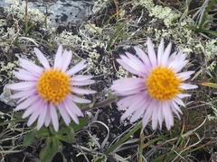 Aster alpinus vierhapperi