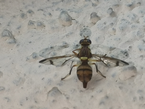 Melon Fly