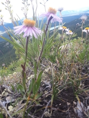 Aster alpinus vierhapperi