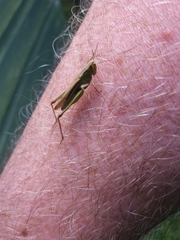 Chorthippus albomarginatus