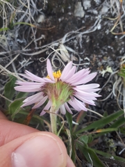 Aster alpinus vierhapperi