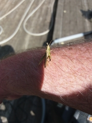 Chorthippus albomarginatus