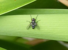 Gastrolepta anthracina