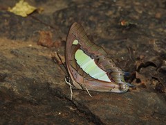 Polyura bharata