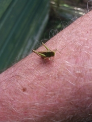 Chorthippus albomarginatus