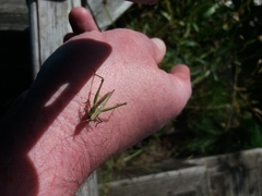 Chorthippus albomarginatus