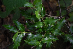 Ilex colchica