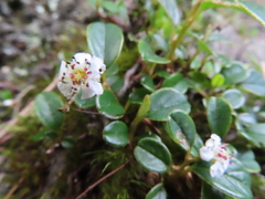 Cotoneaster morrisonensis