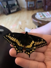 Papilio brevicauda