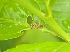 Ropalidia cyathiformis