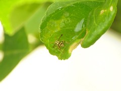 Ropalidia cyathiformis