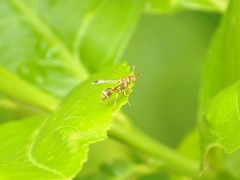 Ropalidia cyathiformis