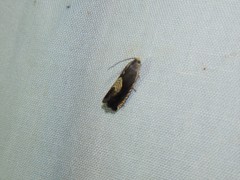 Grapholita tristrigana