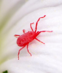 Balaustium
