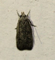 Glyphidocera juniperella