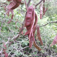 Painteria leptophylla
