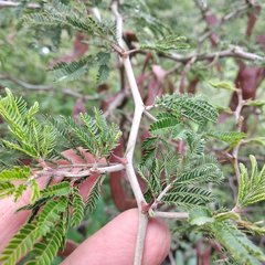 Painteria leptophylla