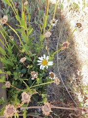Argyranthemum frutescens