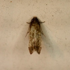 Perimede ricina