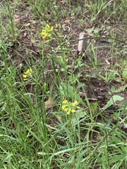Erysimum cheiranthoides