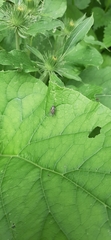 Coenosia