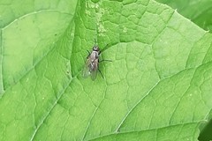 Coenosia