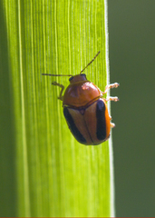 Cryptocephalus sehestedti