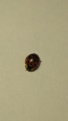 Harmonia axyridis