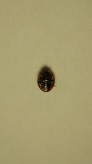Harmonia axyridis