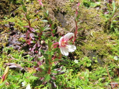 Epilobium hohuanense