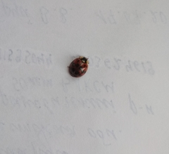 Harmonia axyridis
