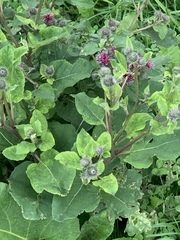 Arctium tomentosum