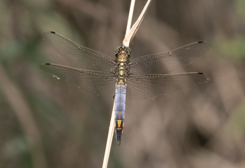 Black-tailed Skimmer photo 3
