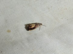 Grapholita tristrigana