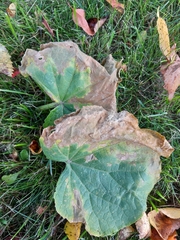 Pseudoperonospora cubensis