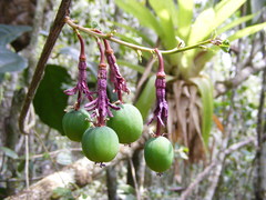 Passiflora oblongata
