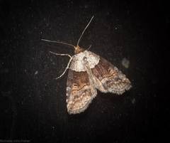 Calathusa hypotherma