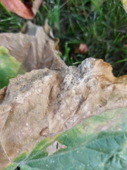 Pseudoperonospora cubensis