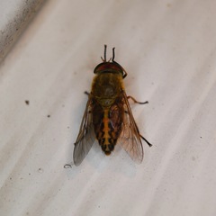 Tabanus fulvulus