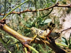 Agroecotettix modestus