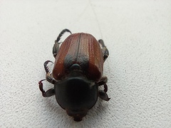 Anisoplia austriaca